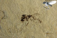 Diptére sp